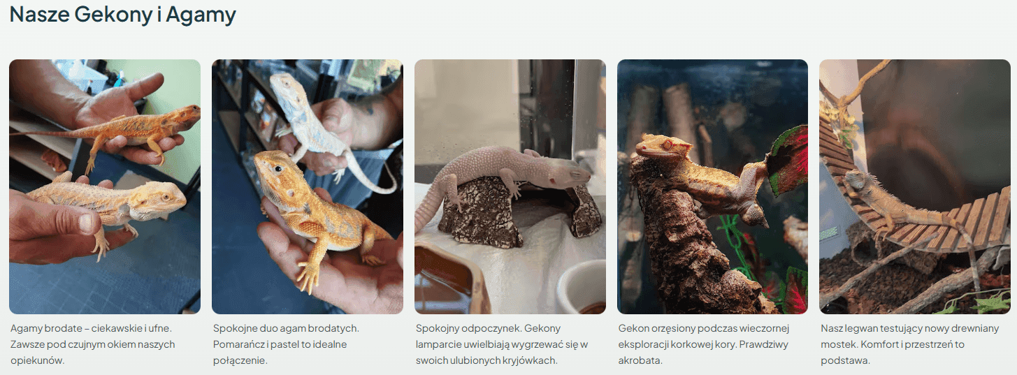 Egzobeast gallery view with animal categories